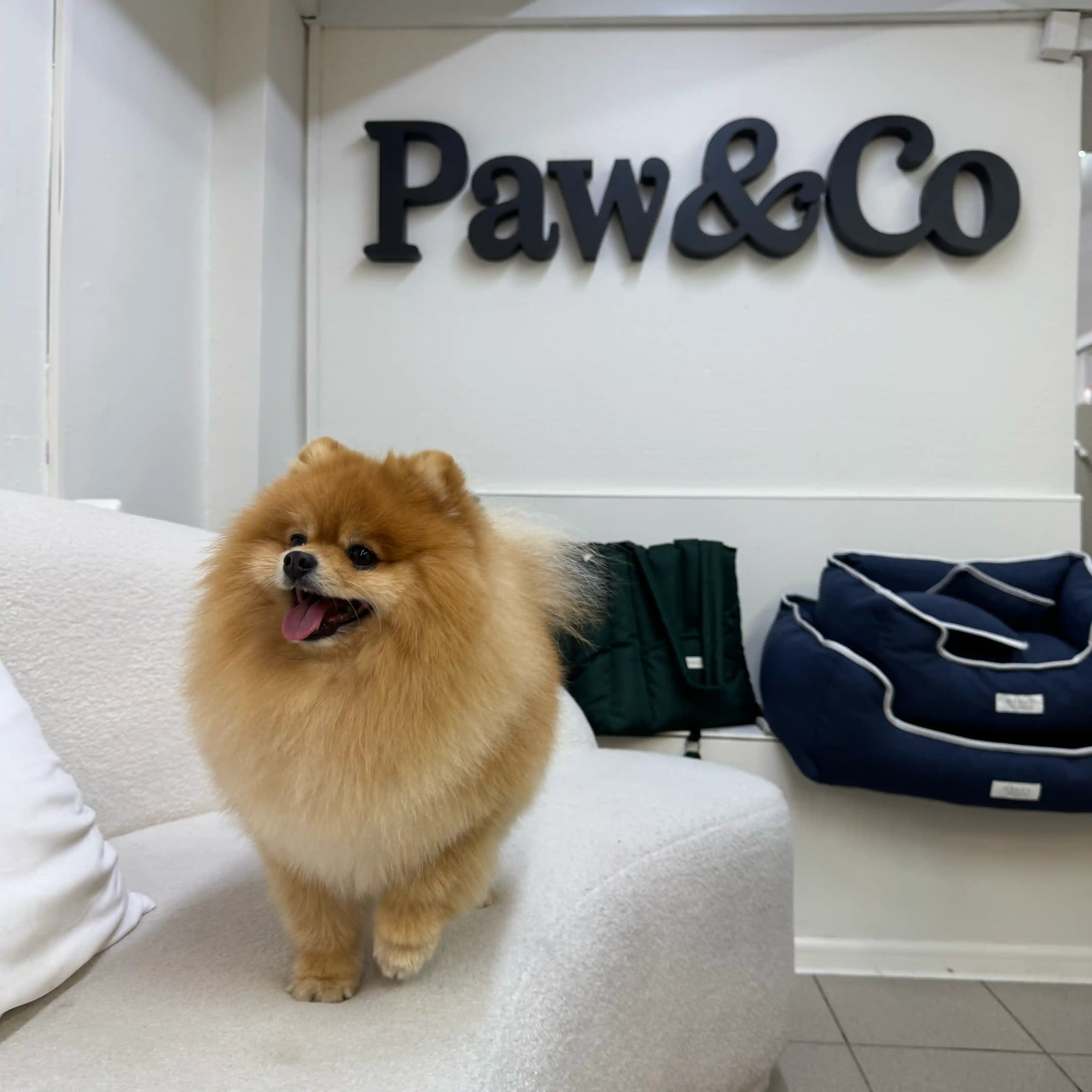Салон Paw&Co